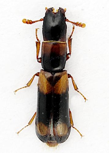 Nemozoma caucasicum